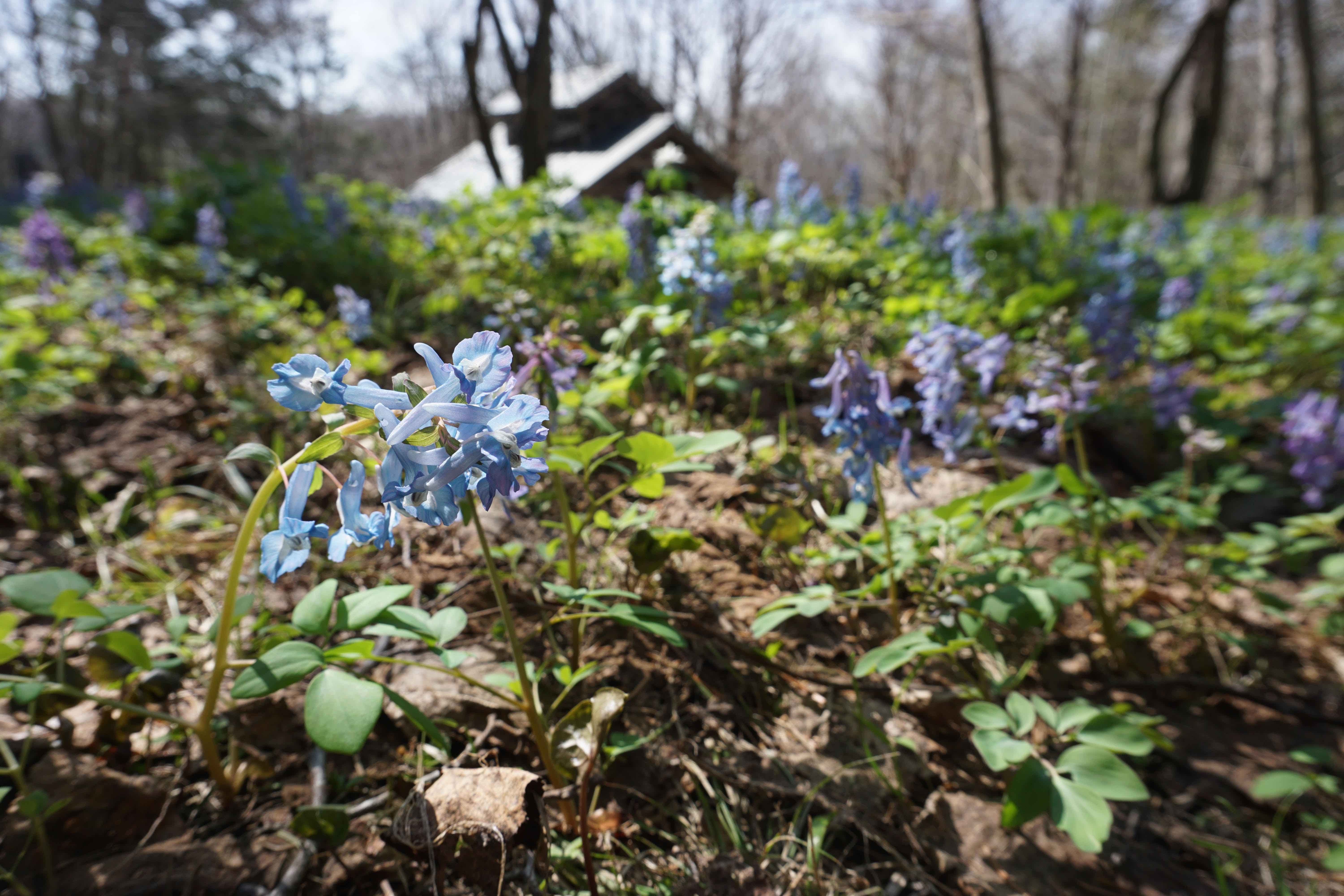 春を彩る青い花 Npo法人 森の生活